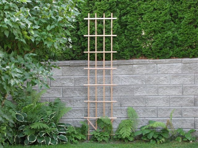 Ladder Trellis 2' x 8' - Red Cedar