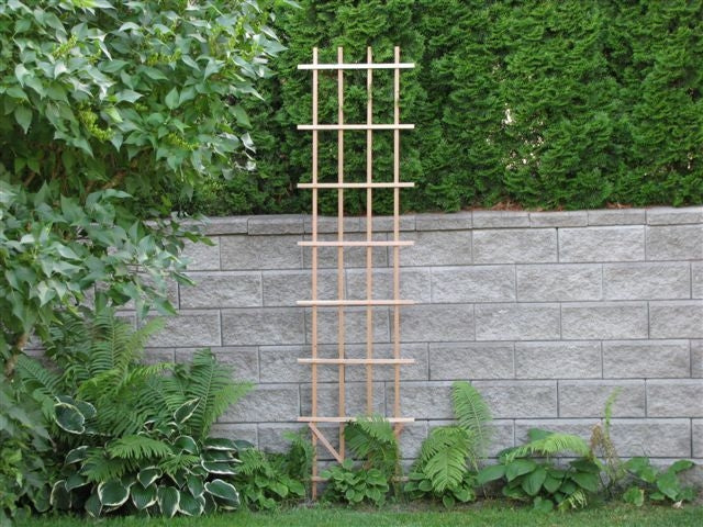 wood ladder trellis Ladder Trellis 2' x 8'